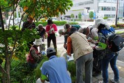 相模原市自然環境観察員の人たちが植木を覗いている様子