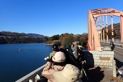 相模原市自然環境観察員の人たちが橋から空をみている様子