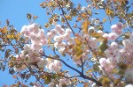 咢堂桜の写真
