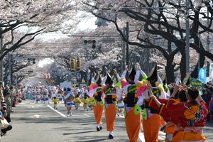 相模原市民桜まつりの写真