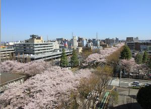 市役所前に咲いている桜並木の写真