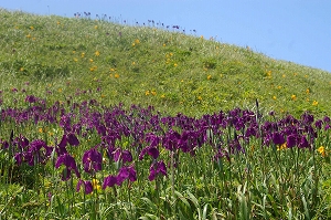 津波にあっても開花したハナショウブの写真