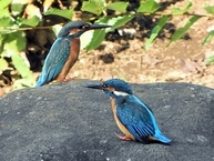 写真：来園者を魅了する相模原北公園「水辺の広場」のカワセミ（田中　千憲さん）