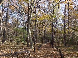 東林ふれあいの森の写真