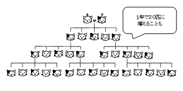 猫の繁殖図