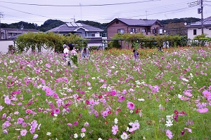 小松コスモス園の写真
