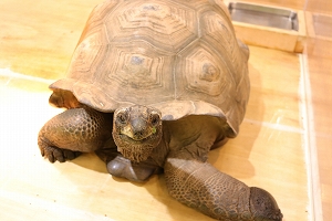 写真:カメ
