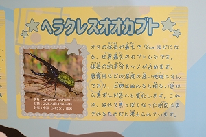 写真:カブトムシ