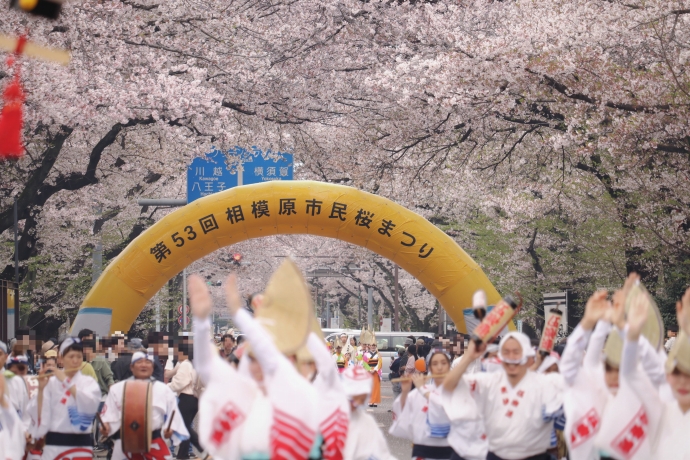 市民桜まつり