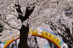 桜まつり　写真