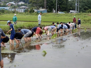 葉山島・お米作り体験の様子