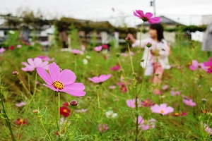 小松コスモス園の写真