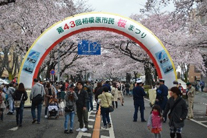 市民桜まつりの写真