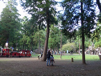 樹林広場の遊具の写真