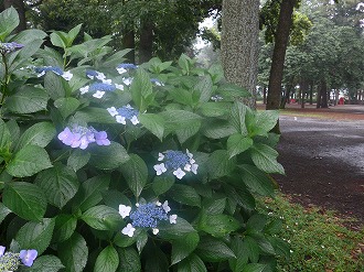 紫陽花の写真