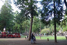 樹木広場の写真