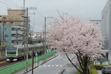 横浜線と桜の写真