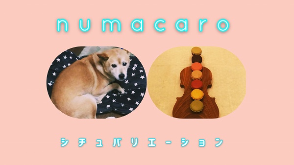 numacaroシチュバリエーションを紹介する写真（犬の写真、バイオリンの玩具の写真）