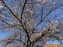 中央区にある桜の写真3