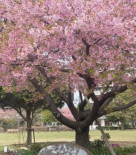 緑にある桜の写真4