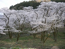 緑にある桜の写真5