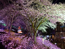 緑にある桜の写真6