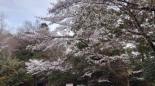 緑にある桜の写真8