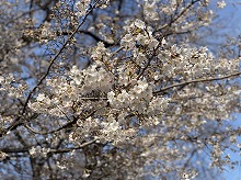 南区にある桜の写真6