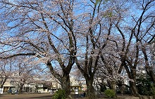 南区にある桜の写真7