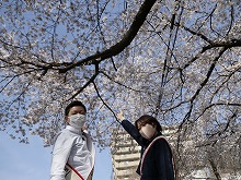 観光親善大使と桜の写真1