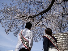 観光親善大使と桜の写真2