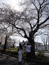 観光親善大使と桜の写真3