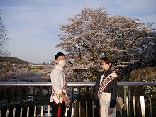観光親善大使と桜の写真7