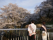 観光親善大使と桜の写真8