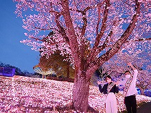 観光親善大使と桜の写真9