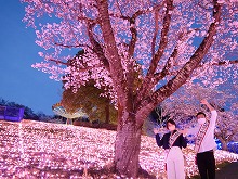 観光親善大使と桜の写真11