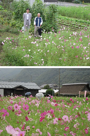 コスモス園の写真