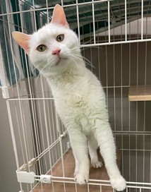 みかん