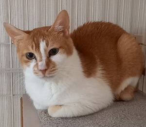 保護猫コムギちゃん