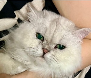 保護猫くぅちゃん