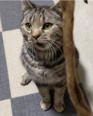 保護猫アン