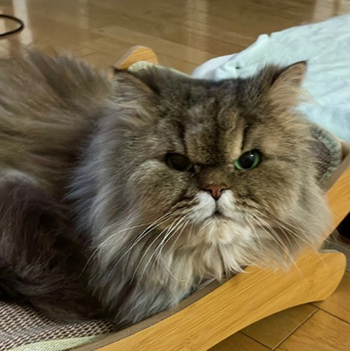 むぎちゃん 写真