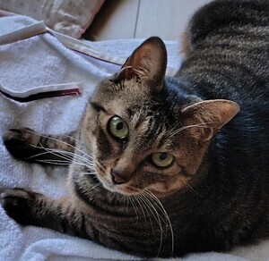 保護猫こはる