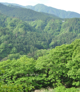 神ノ川流域の植林　写真