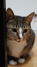 市で収容した猫の写真
