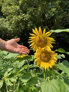 黄色いひまわり　写真