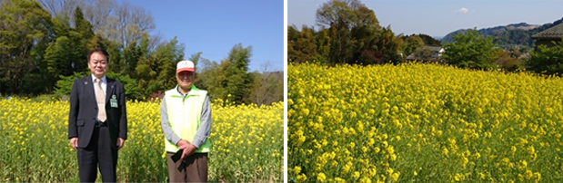 菜の花畑で　写真