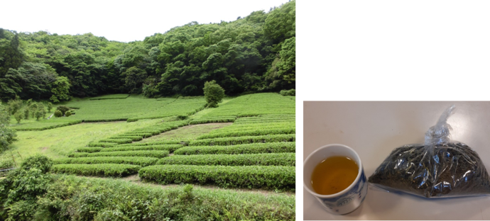 茶畑とお茶　写真