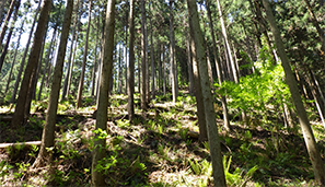 協働による森づくり事業の写真