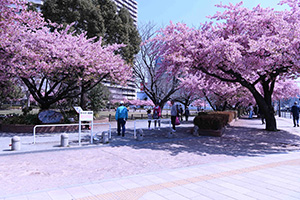 橋本公園全景
